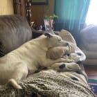Stella