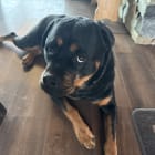 Ruger