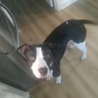 Toby