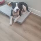 Toby