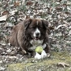 Gracie