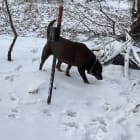 Cheyenne