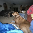 Cheyenne
