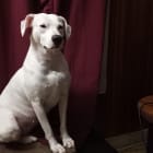Darla