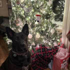 Bailey and Vader