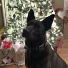 Bailey and Vader