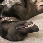 Bailey and Vader