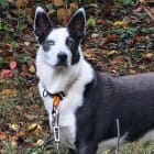 Zeek