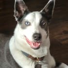 Zeek
