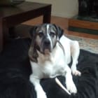 Bax