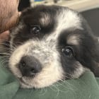Ella