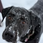Maximus