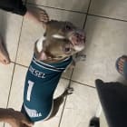 Diesel