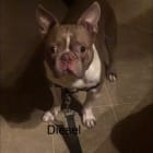 Diesel