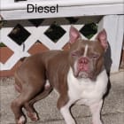 Diesel
