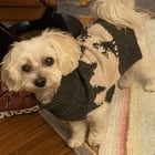 Pippin
