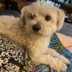 Pippin