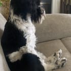 Charlie Girl