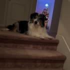 Astro