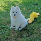 Chester Bear