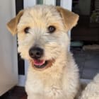 Teddy
