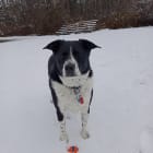 Bandit