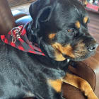 Ruger