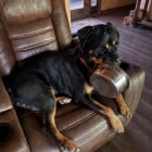 Ruger