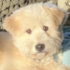 Teddy