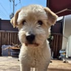 Teddy