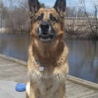 Bruno