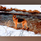 Bruno