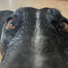 Skye