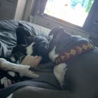 Nyla