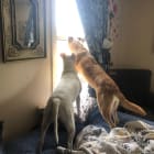 Dash and sassy