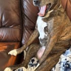 Stella Moo