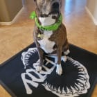 Stella Moo