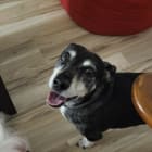 Buddy