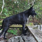 Anubis