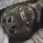 Anubis