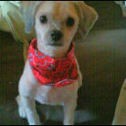 Chuchi