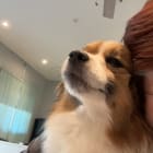 Foxy
