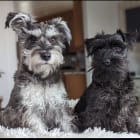 Krieger Meister Hund