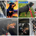 Gunner