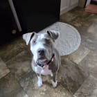 Bella