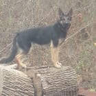 Ruger
