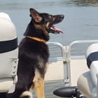 Ruger