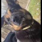 Ruger