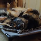 Ruger