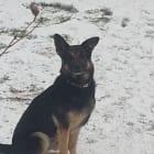 Ruger
